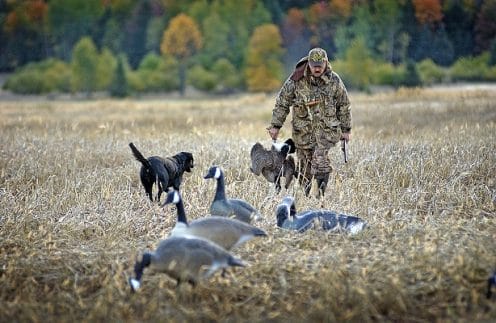Picture of a small game hunter with dogs and birds
