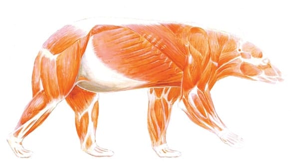 Image of black bear muscle system