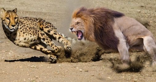 a picture of a cheetah and a lion as analogy to 9mm vs 45 acp