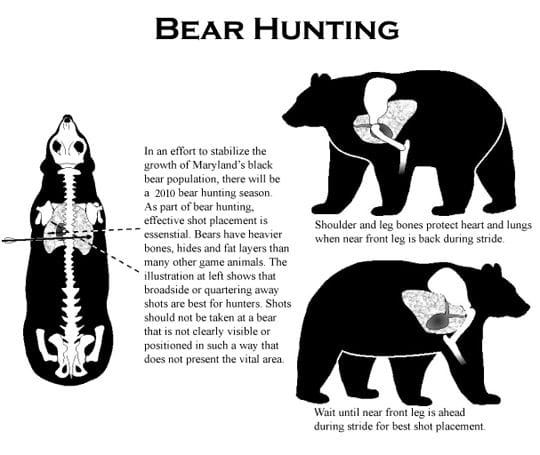 where to shoot an attacking bear