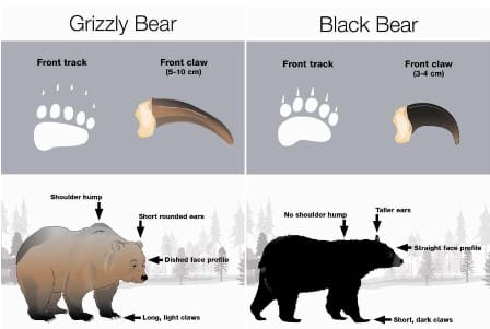 sizes of bears