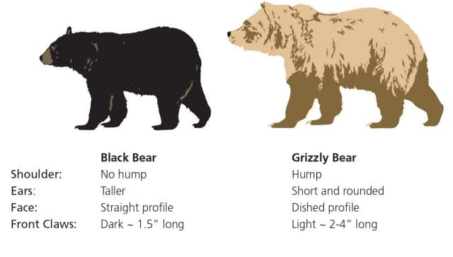 image showing the difference between different bears