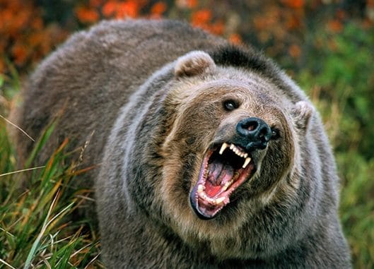 Image of an angry grizzly bear