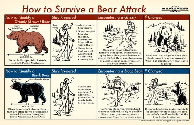 How to Survive a Bear Attack Chart
