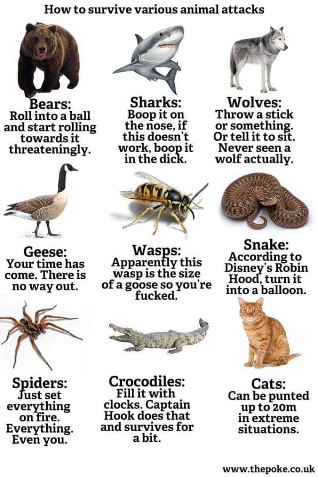 chart showing everyone how to survival an animal attack