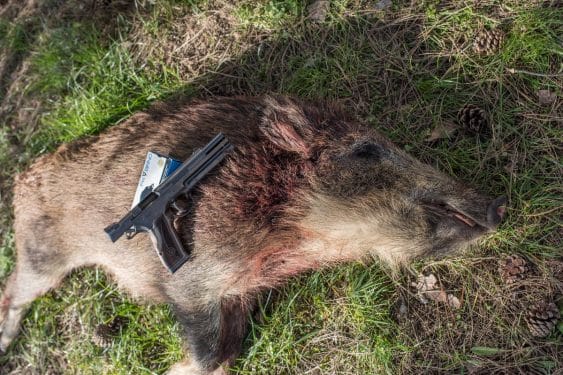 a picture of a Boar killed with an FK Field Pistol
