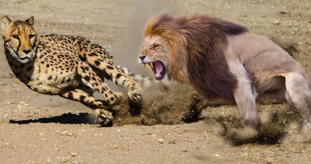 Using a cheetah and a lion as analogy to 9mm vs 45 ACP