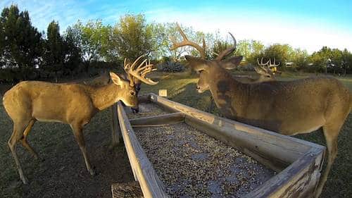 Two deers feeding at trough 