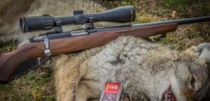 Coyote killed with .22 magnum rifle
