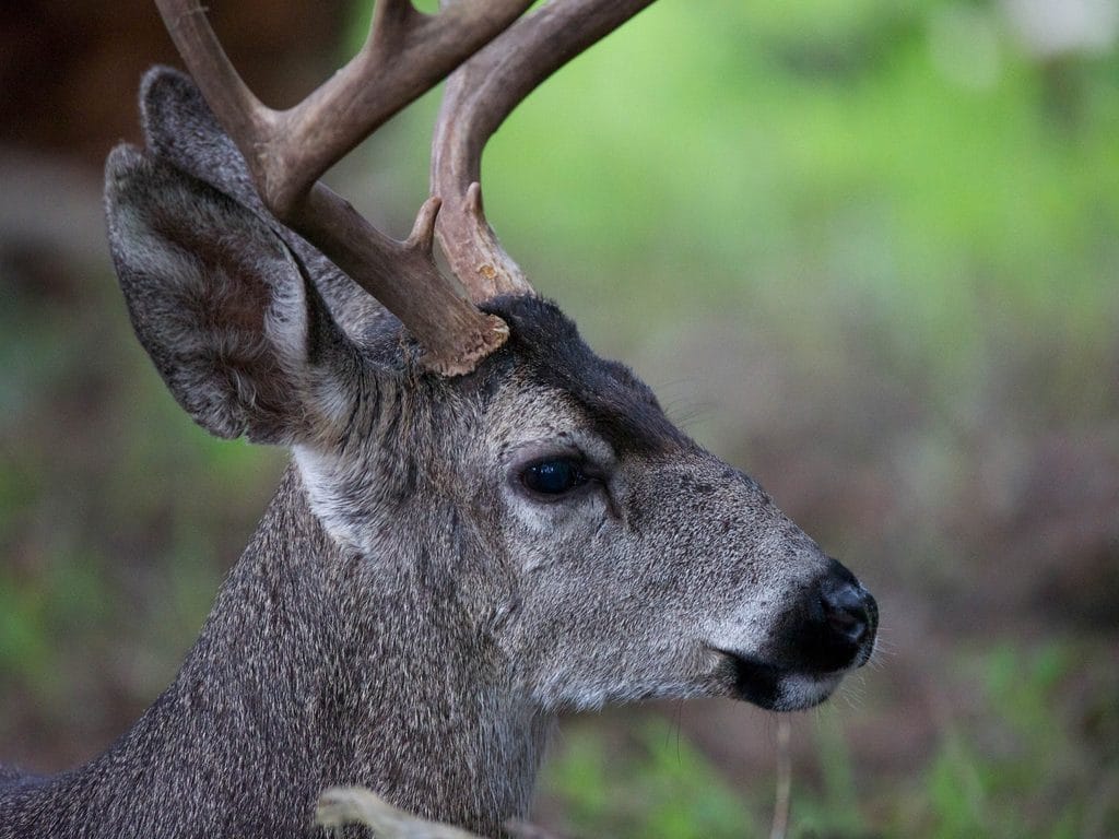 Best Deer Attractant – Bag That Buck!
