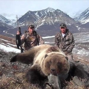 a picture of a grizzly taken in Alaska