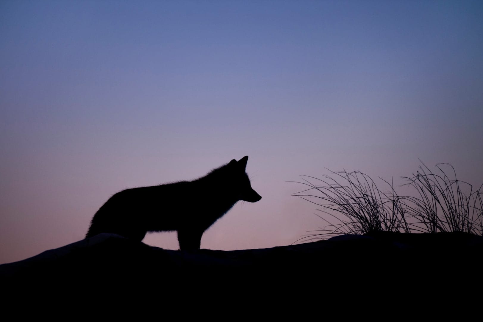How To Successfully Night Hunt Predators